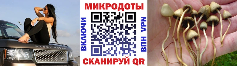 Купить где  Лодейное Поле  Псилоцибиновые грибы Psilocybine cubensis 